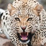 Gepard Gepard