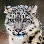 Leopard Leopard